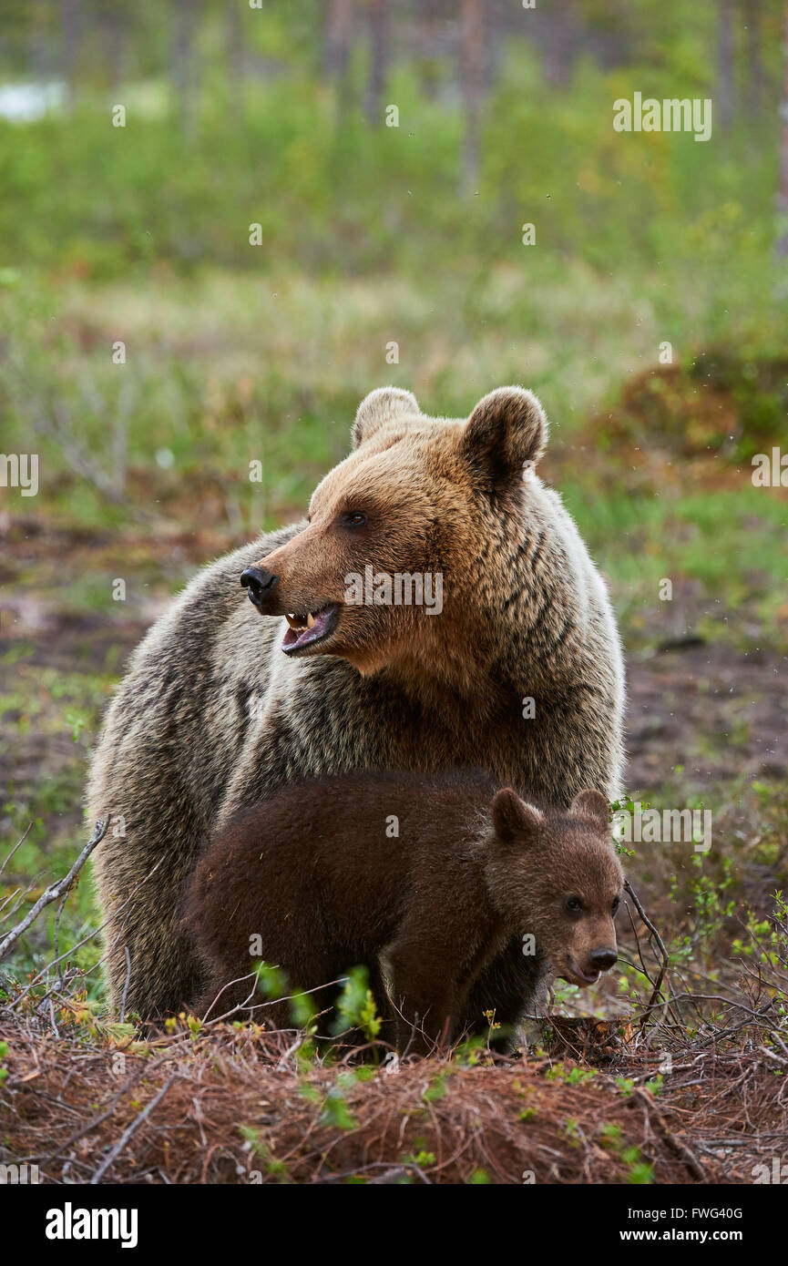 Schutz- und liebevolle Mutter tragen mit ihren kleinen Jungen in der finnischen taiga Stockfoto