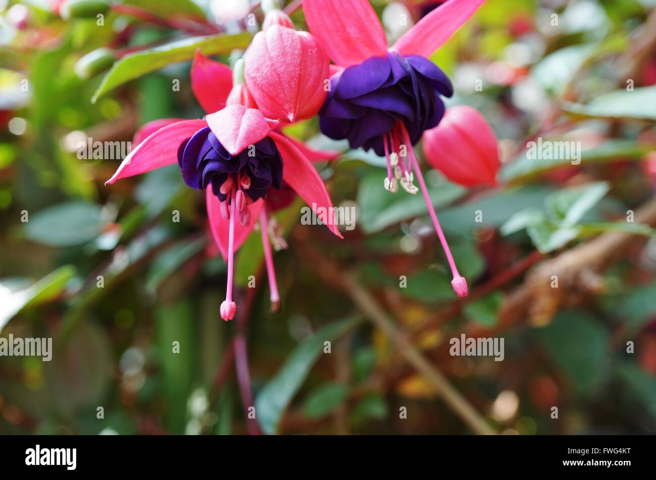 Hängende Fuchsie Blüten in Schattierungen von Rosa, lila und weiß Stockfoto