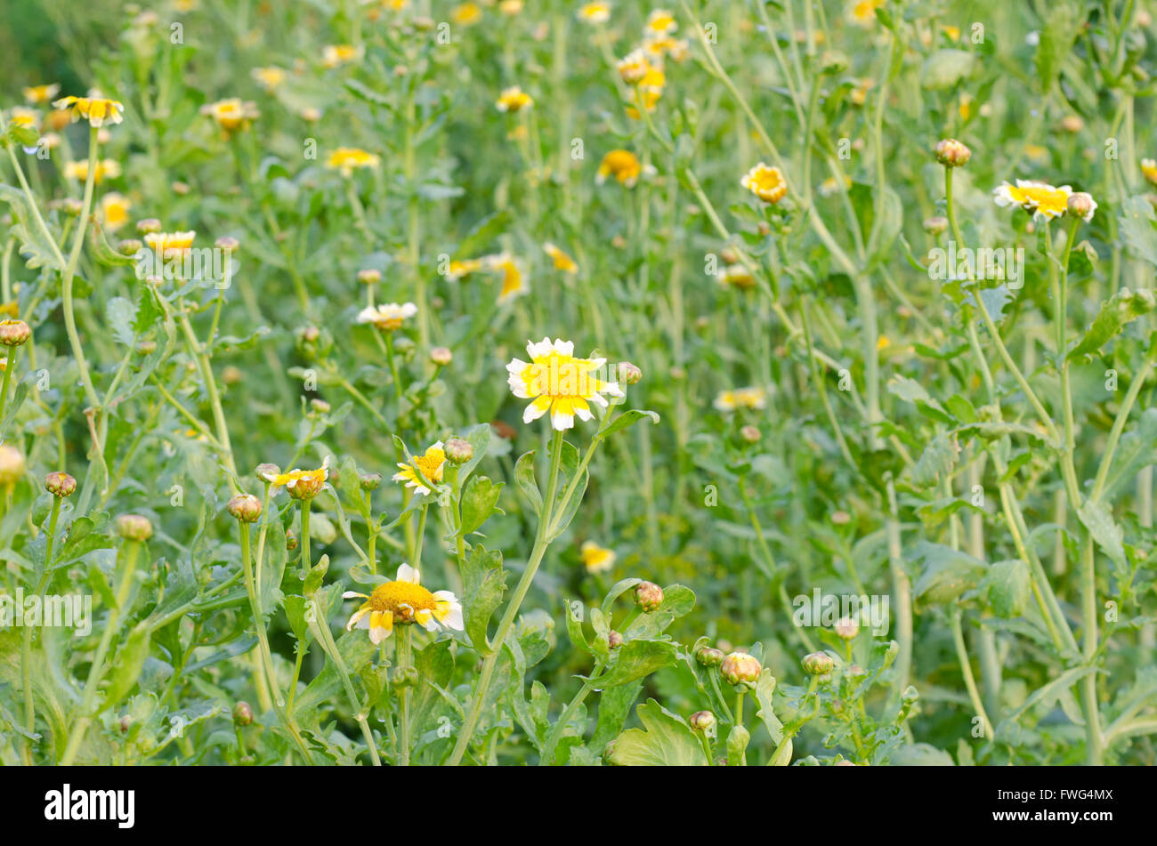Shungiku Blume im Feld Stockfoto