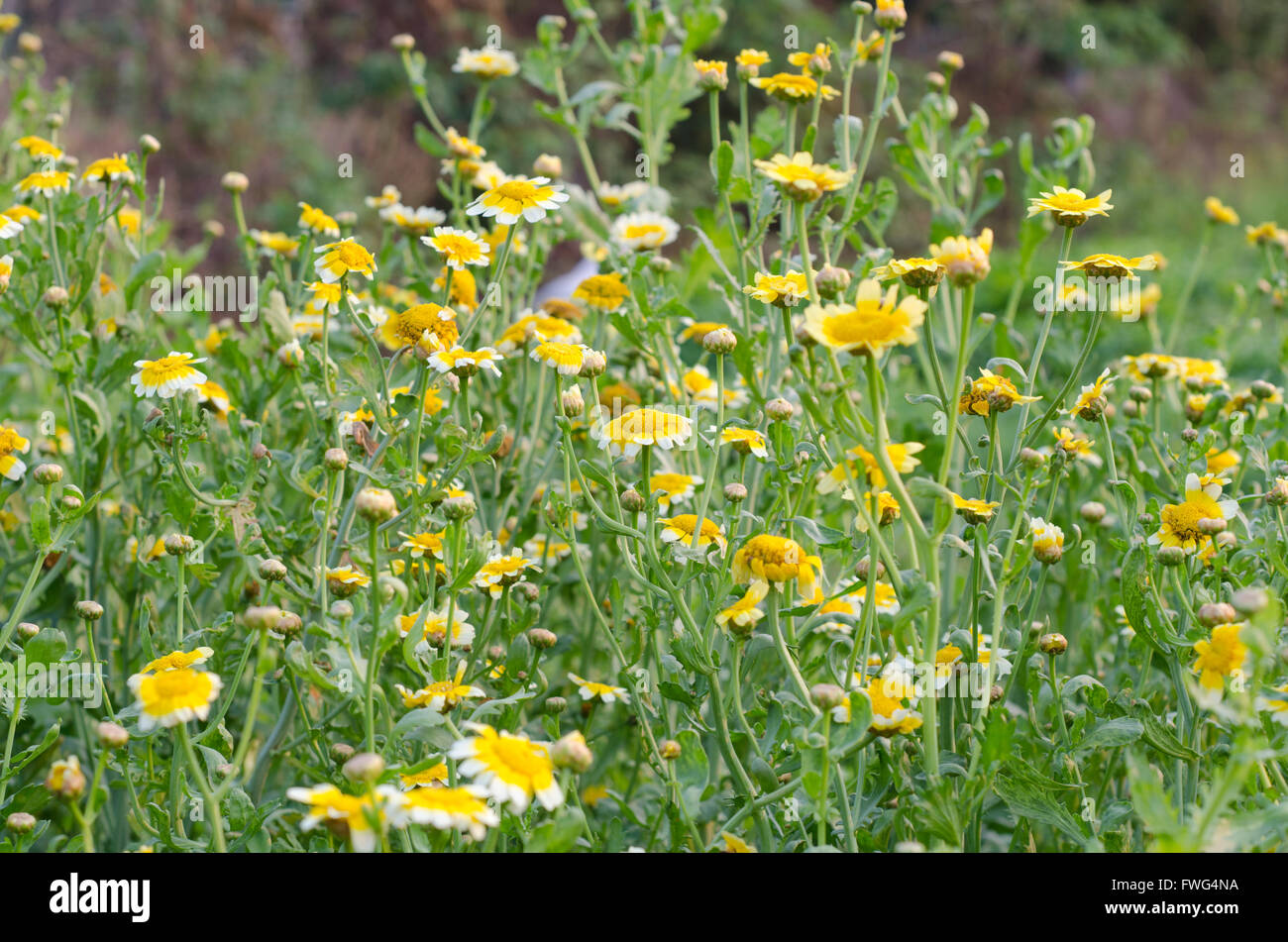 Shungiku Blume im Feld Stockfoto