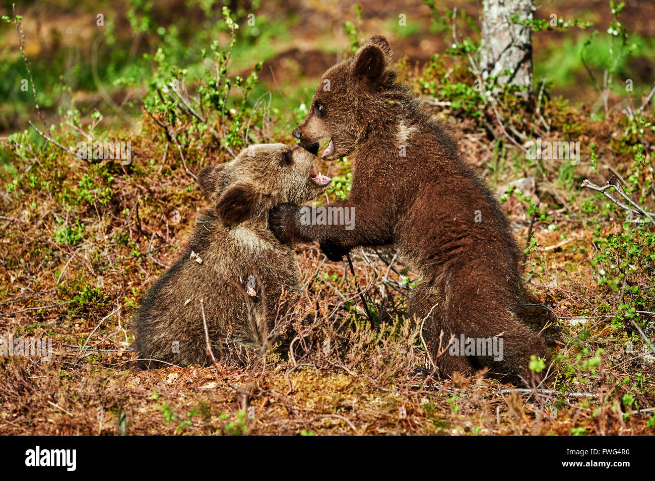 Zwei niedliche Braunbär Jungen spielen in der Taiga von Finnland Stockfoto