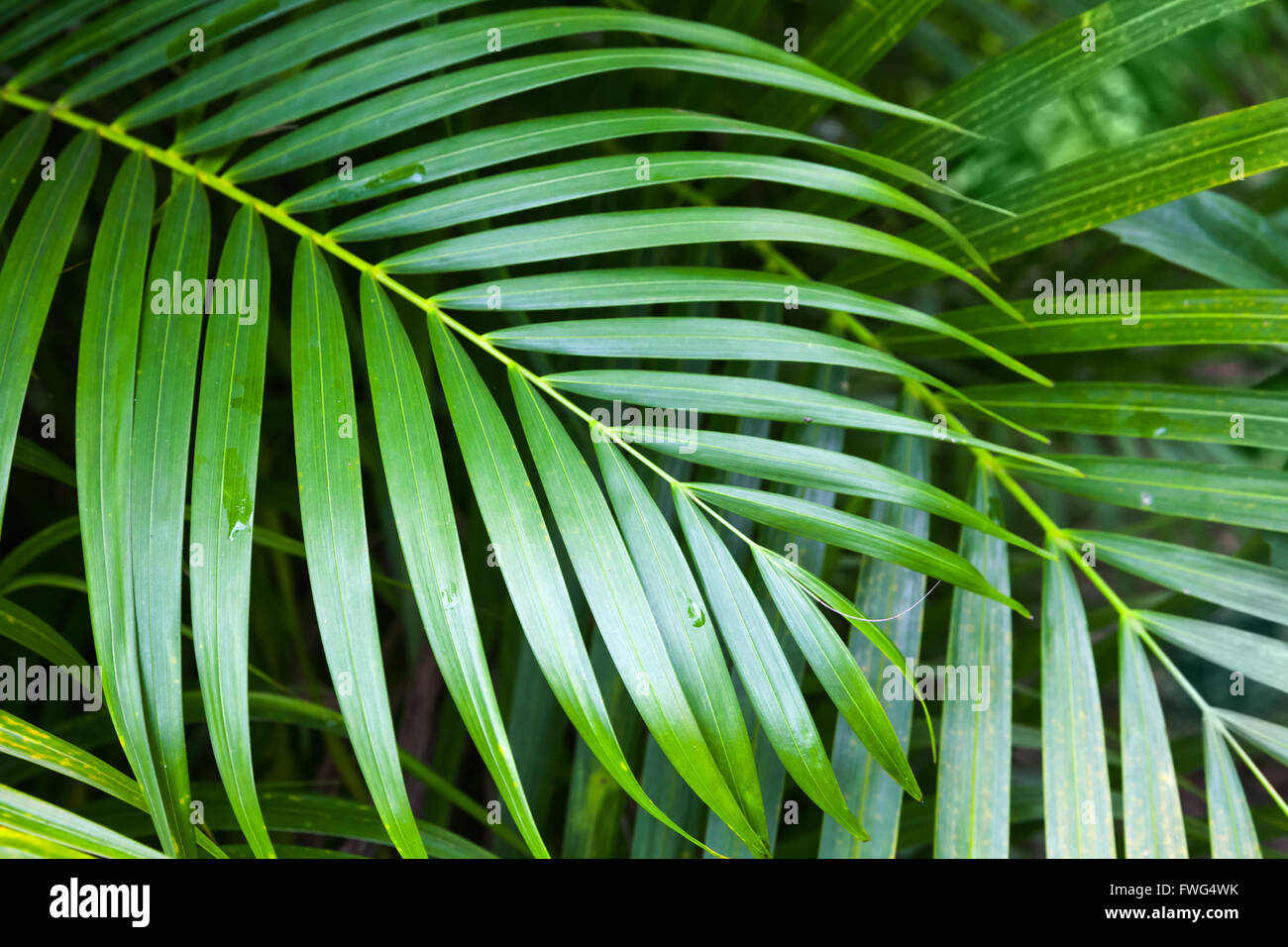 Leuchtend grüne frische Palmenblättern, tropische Natur Hintergrundfoto Stockfoto