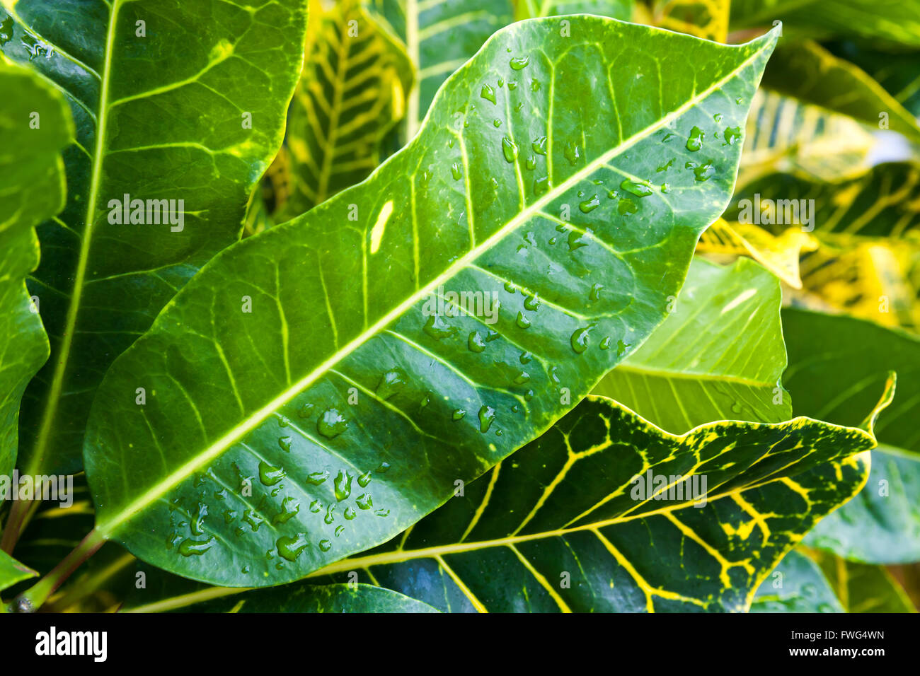 Nahaufnahme Foto von nassen frischen tropischen Pflanze Blätter Stockfoto