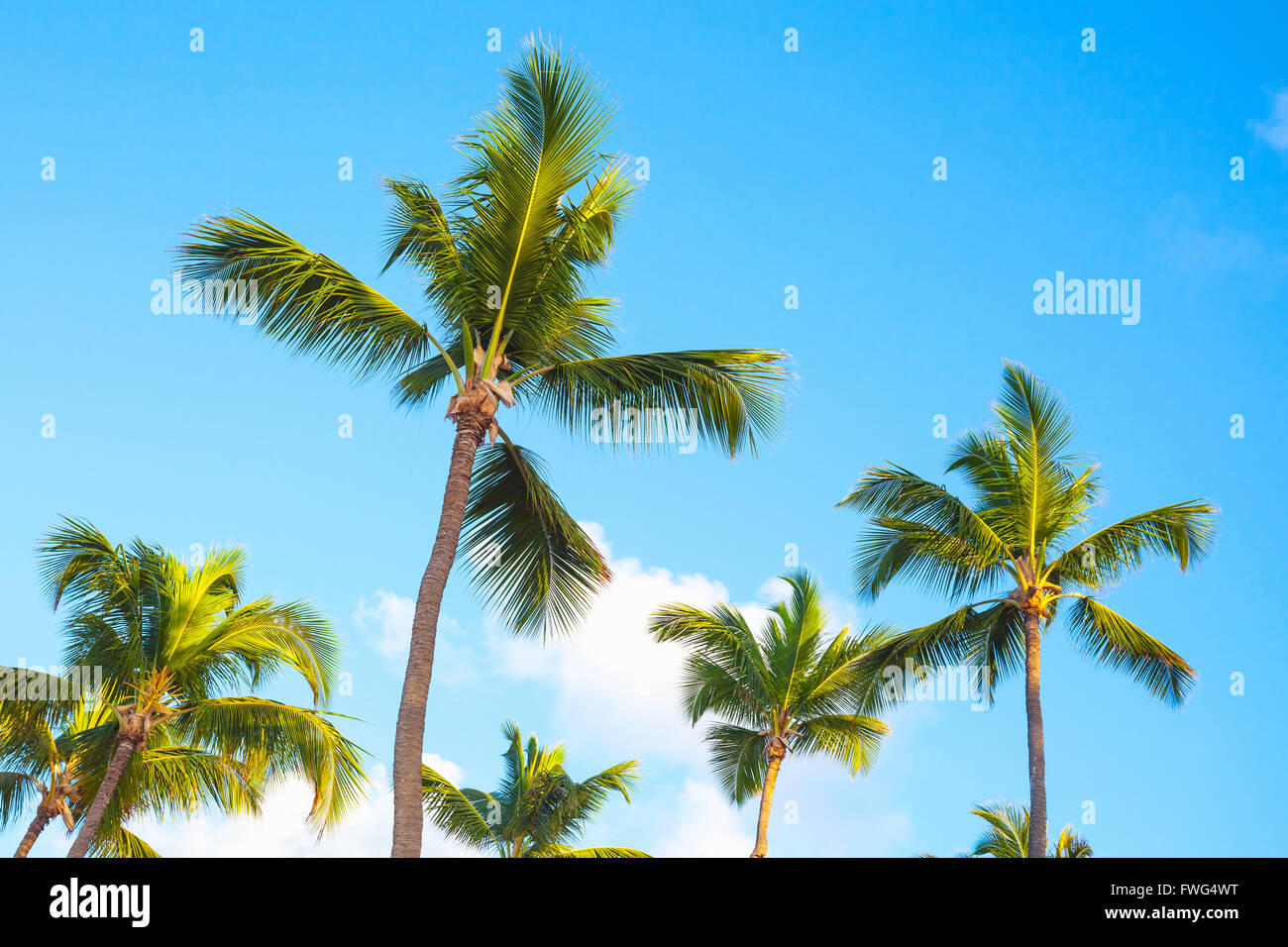 Palmen über blauen Wolkenhimmel, Natur der Dominikanischen Republik Stockfoto