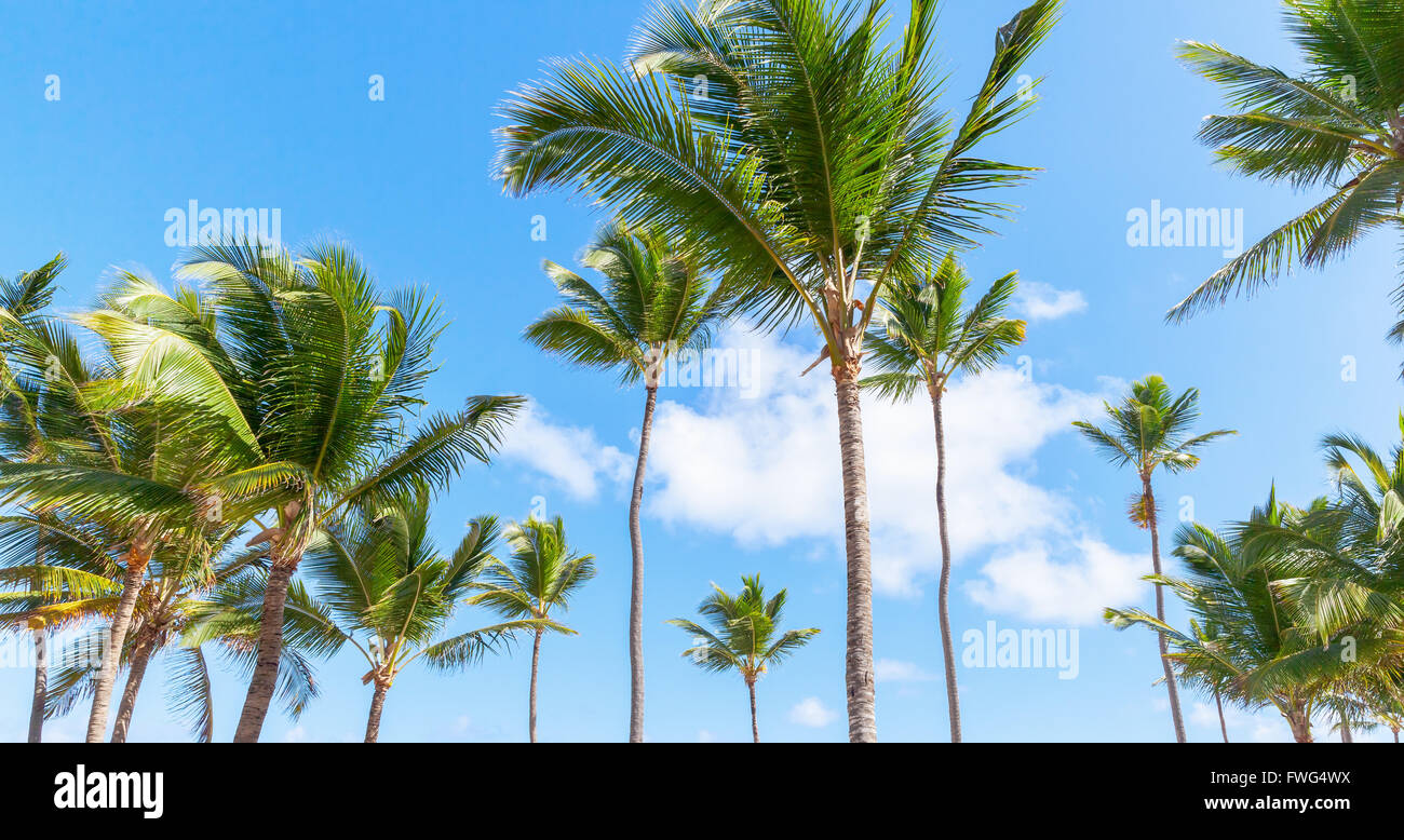 Palmen und blauen Wolkenhimmel, Natur der Dominikanischen Republik Stockfoto