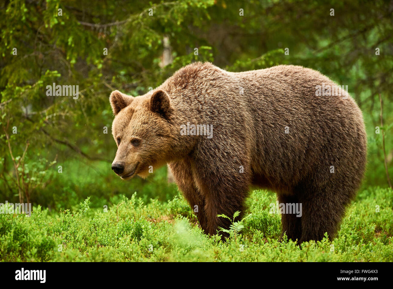 Schöne und wilde Braunbären in finnischen Taiga grün Stockfoto