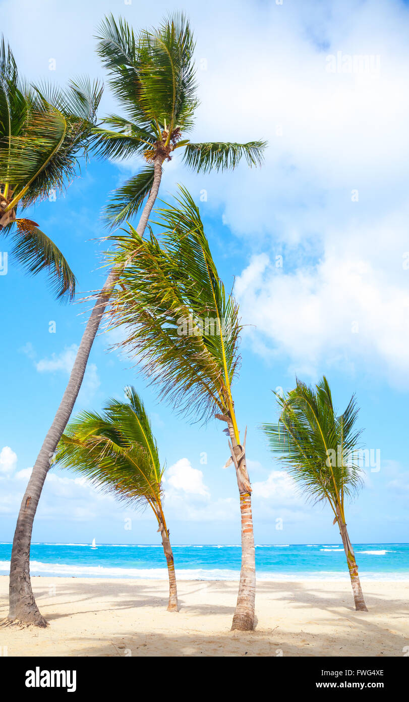 Palmen wachsen auf leeren Sandstrand. Küste des Atlantischen Ozeans, Dominikanische Republik, Punta Cana resort Stockfoto