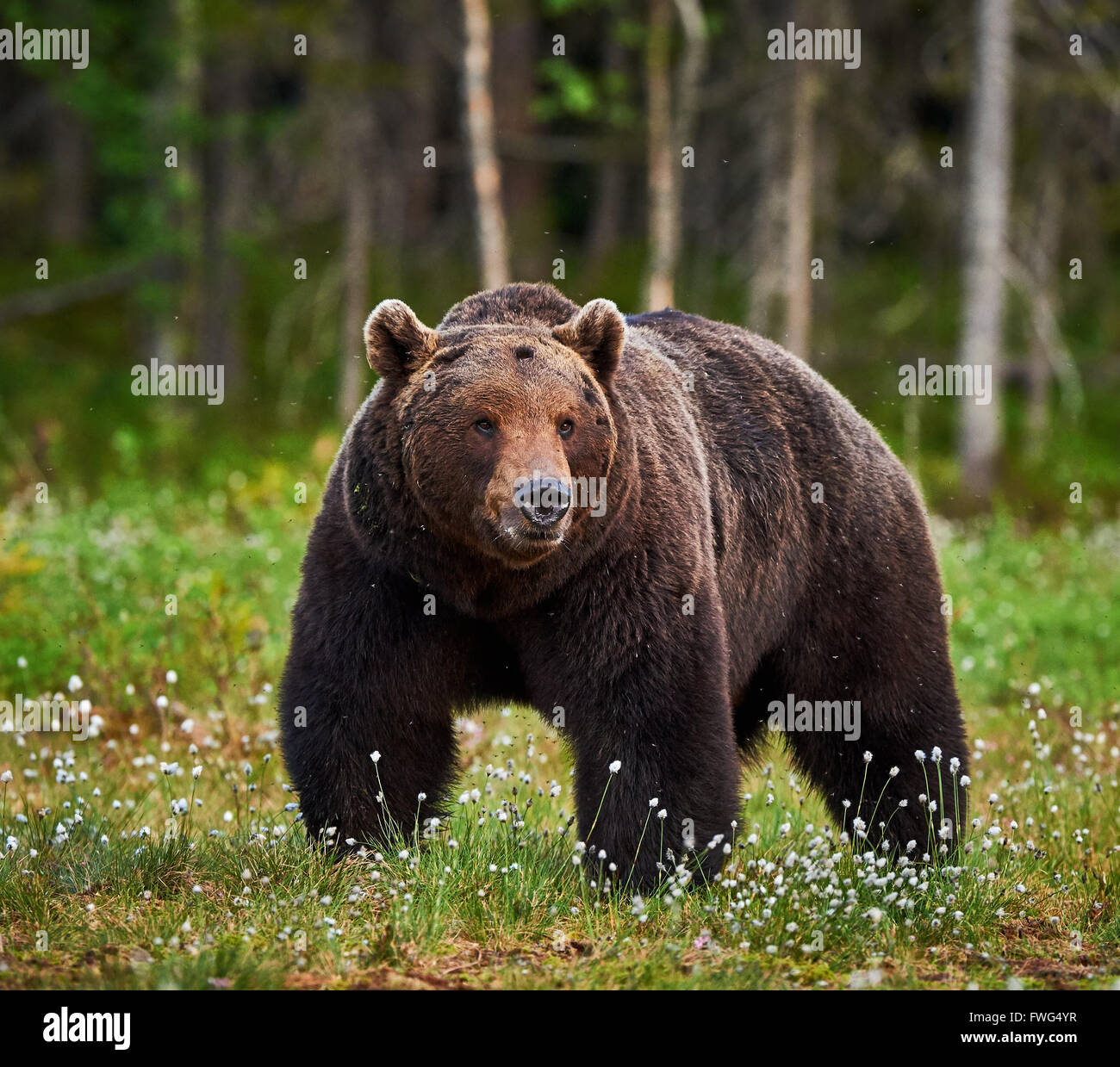 Große männliche Braunbären Wandern in der finnischen taiga Stockfoto