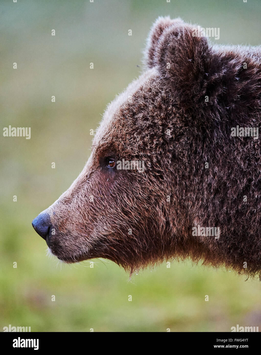 Porträt einer jungen Braunbären, fotografiert im Profil Stockfoto