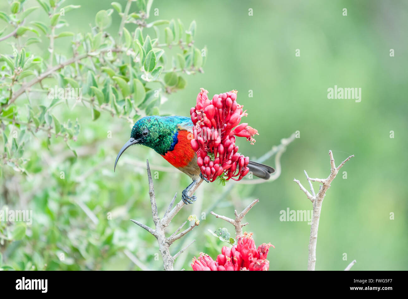 Eine männliche mehr Doppel-Kragen Sunbird, Cinnyris Afer, versteckt sich hinter einer Blume Stockfoto