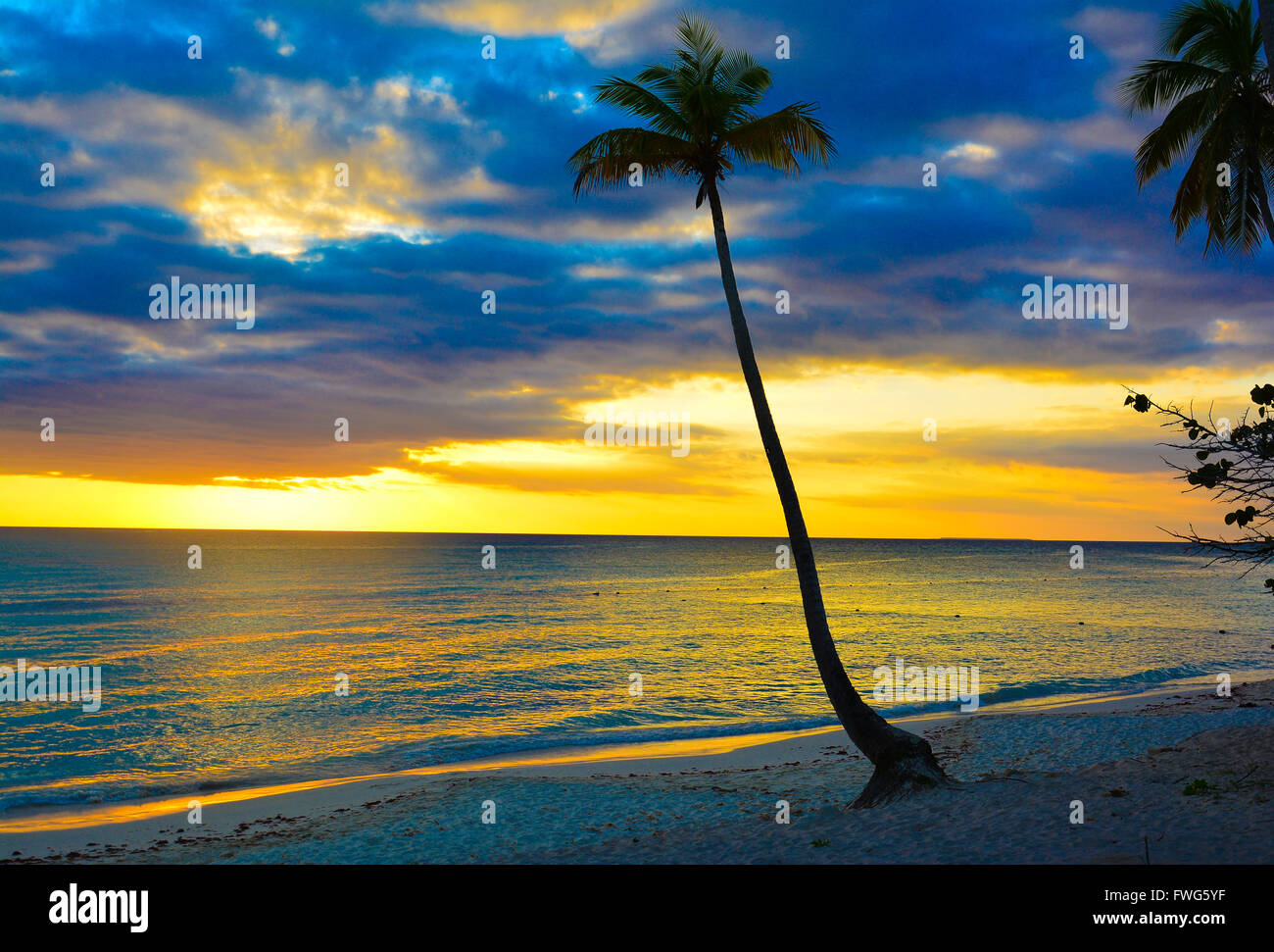 Palme auf der Karibik-Strände Stockfoto