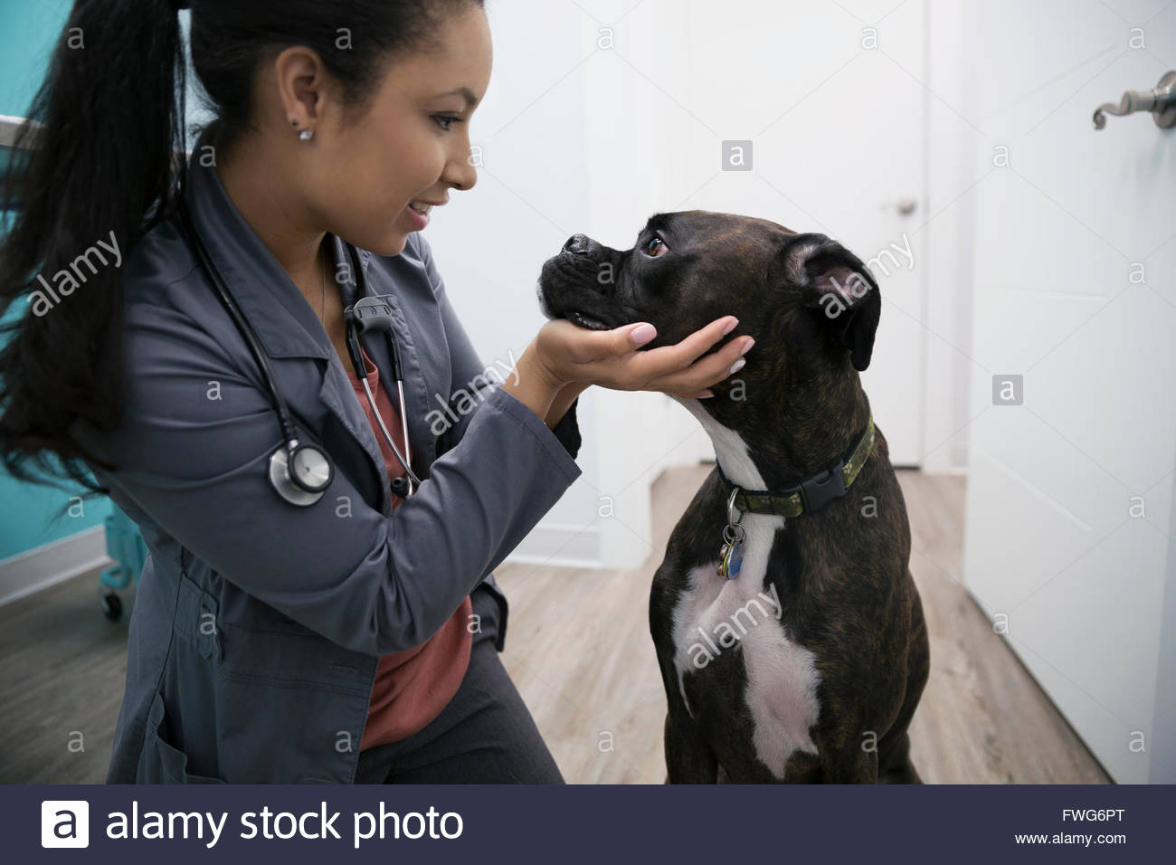 Tierarzt untersuchen Hund in Klinik Stockfoto