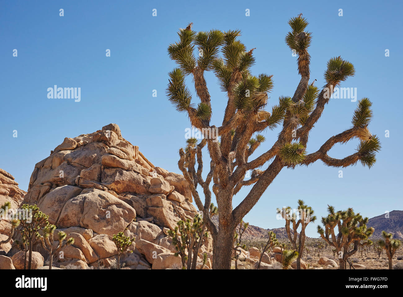 Joshua Tree, Joshua Tree Nationalpark, Twentynine Palms, Kalifornien, USA Stockfoto