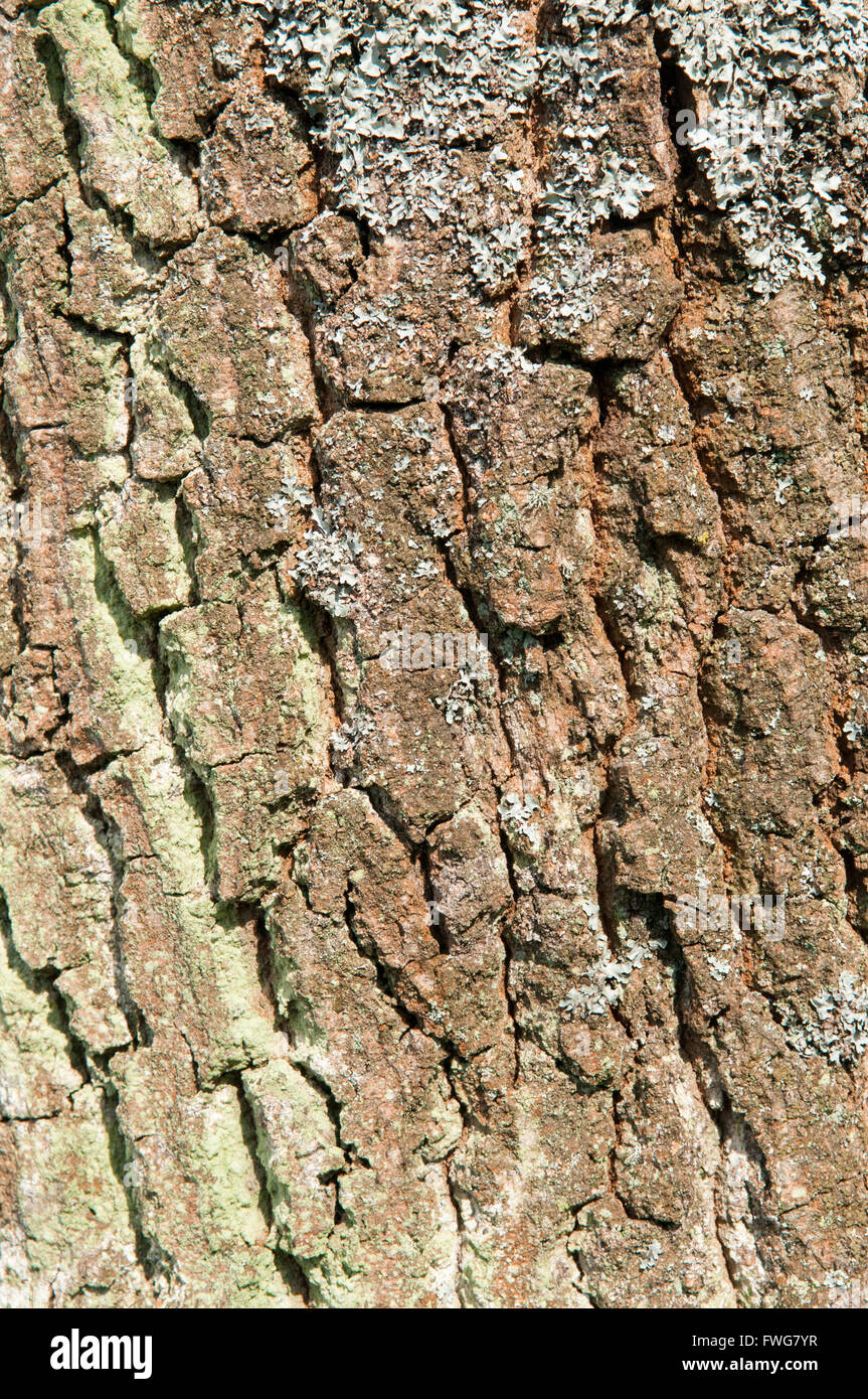 Schuss der Rinde eines Baumstammes hautnah Stockfoto