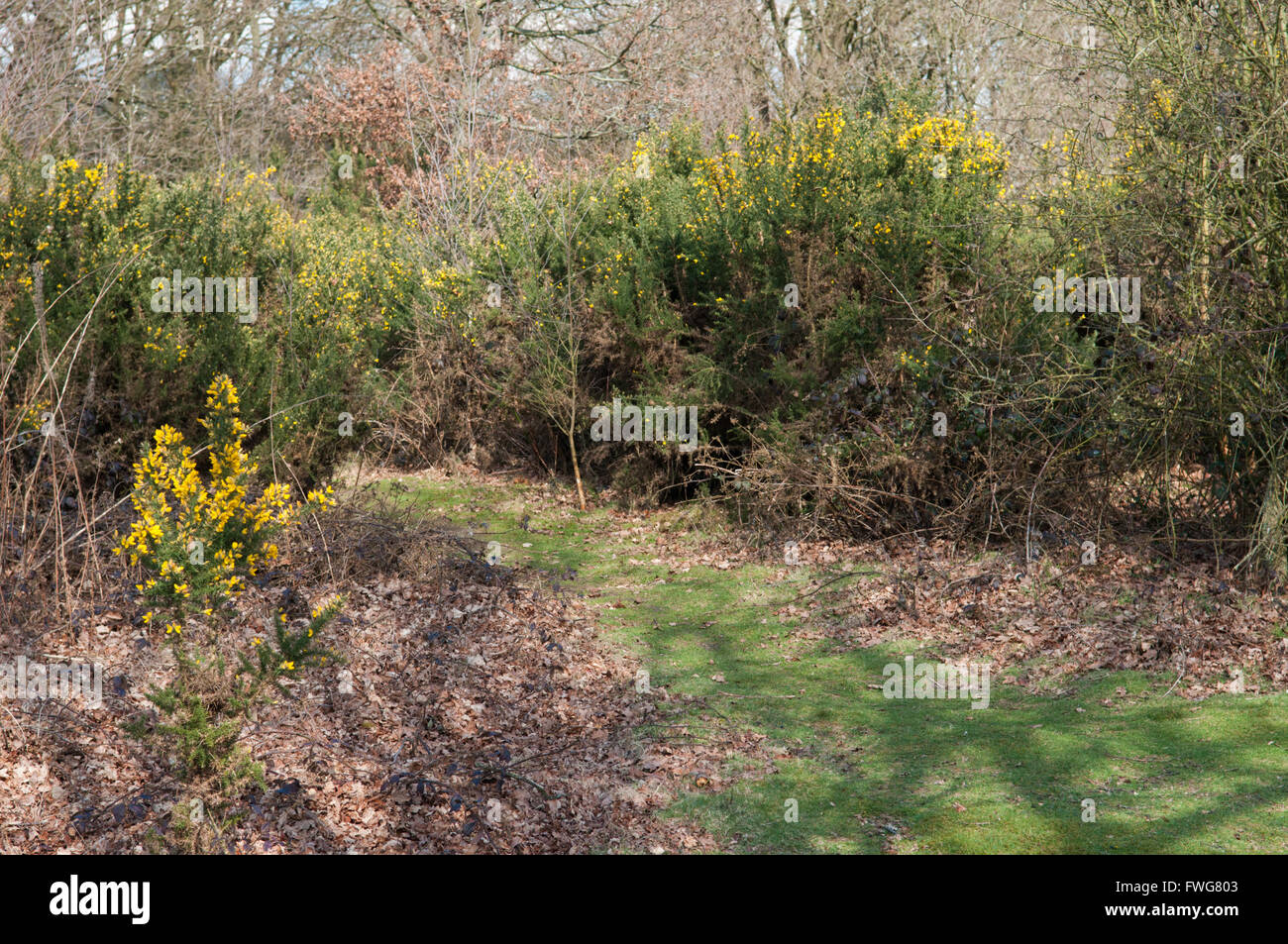 Grasbewachsenen Weg durch blühende Hecke im Wald Stockfoto