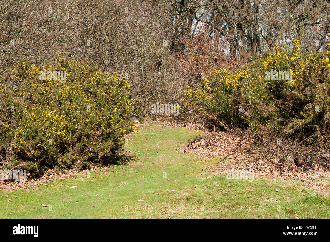 Grasbewachsenen Weg durch blühende Hecke im Wald Stockfoto