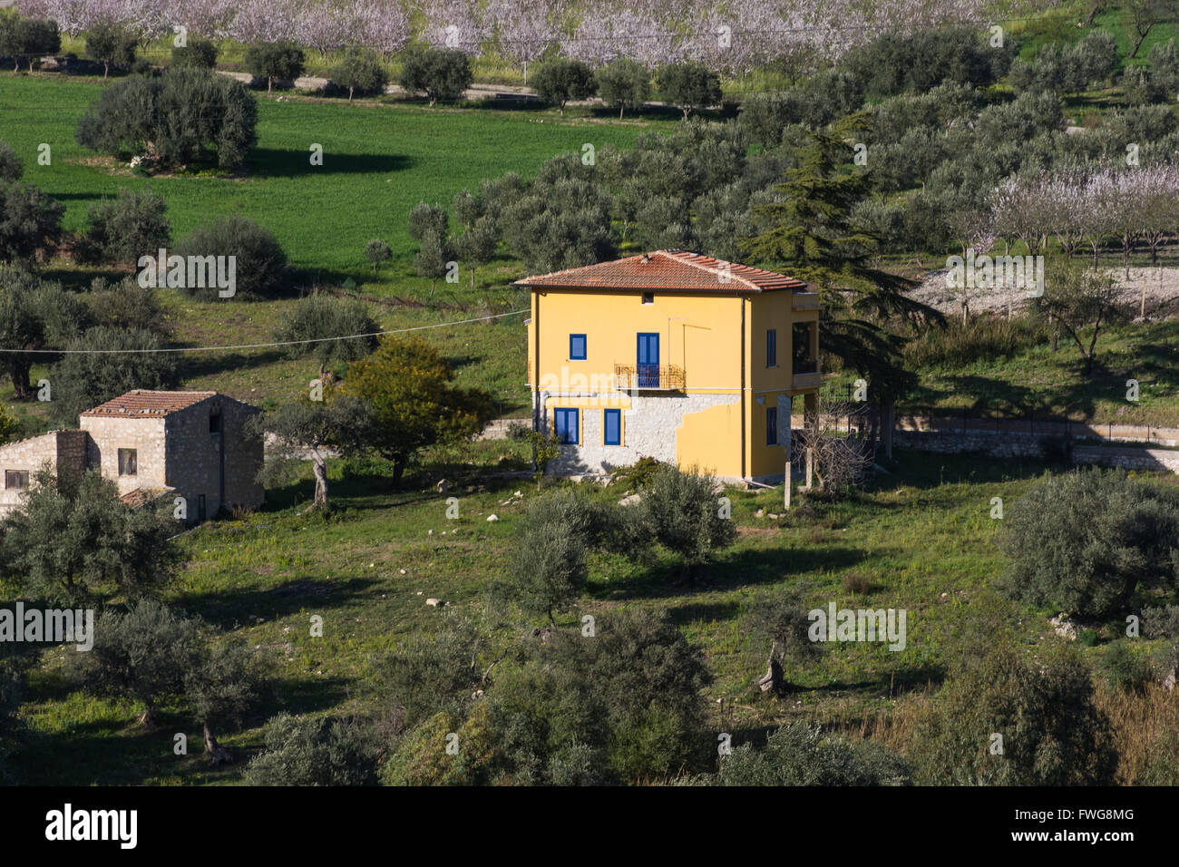 Sizilianische Landschaft mit antiken und modernen Haus mit Oliven- und Mandelbäumen in voller Blüte. Stockfoto