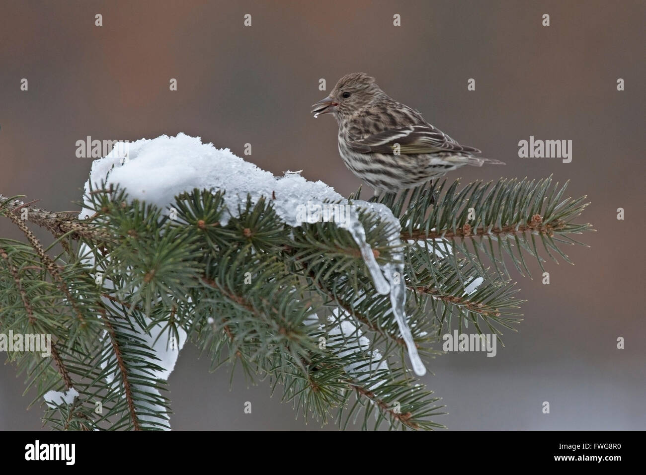 Pine Zeisig Sitzstangen auf verschneiten Tannenzweig Stockfoto