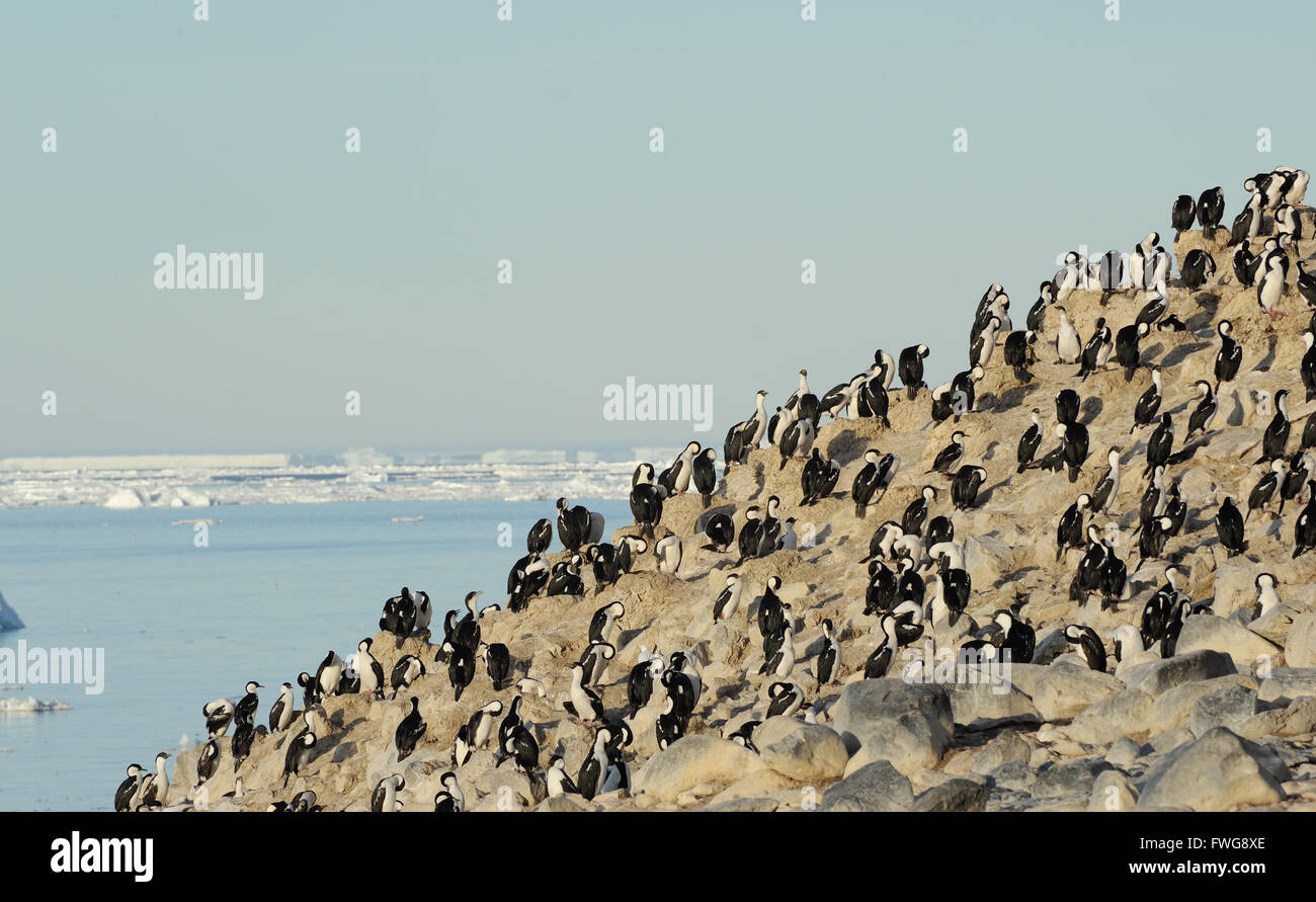 Eine Verschachtelung Kolonie Antarktis Shag (Phalacrocorax Bransfieldensis) auf einer Klippe. Paulet Insel, antarktische Halbinsel. Antarktis Stockfoto