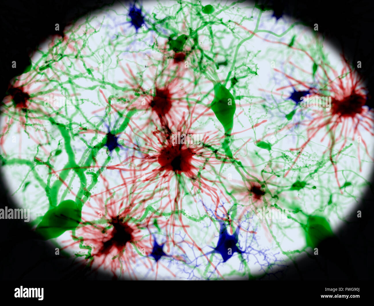 Gehirnzellen Illustration der drei Arten von Gehirnzellen: Astrozyten (rot) pyramidale Neuronen (grün) und Mikroglia-Zellen (blau) Stockfoto