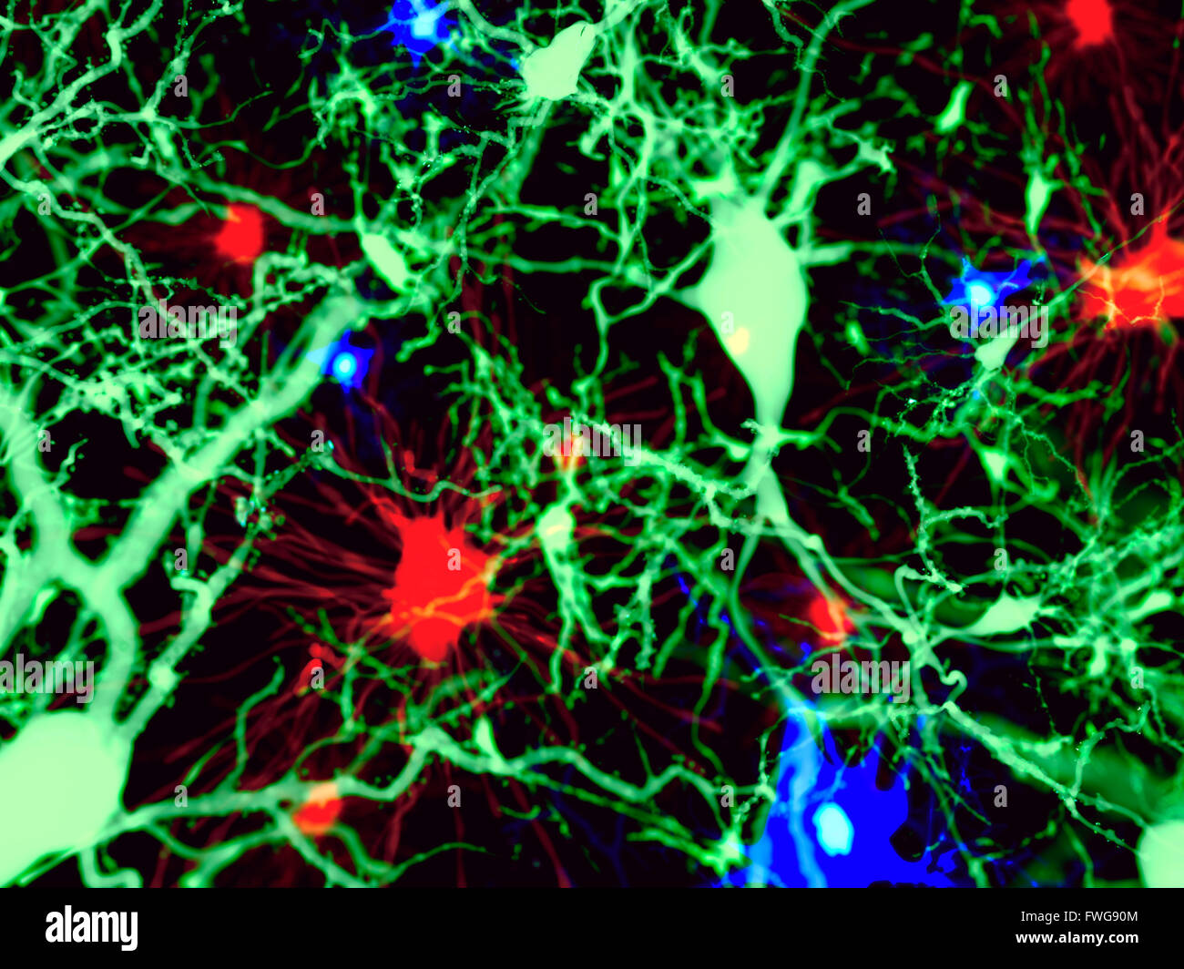 Gehirnzellen Illustration der drei Arten von Gehirnzellen: Astrozyten (rot) pyramidale Neuronen (grün) und Mikroglia-Zellen (blau) Stockfoto