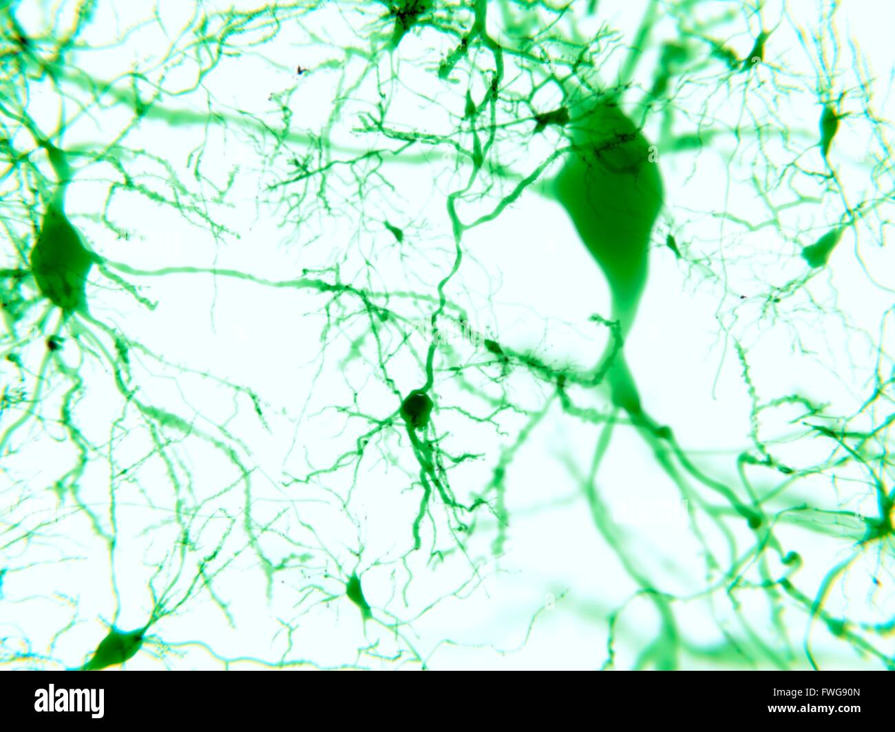 Pyramidale Neuronen Illustration des pyramidenförmigen Nervenzellen aus der Hirnrinde des pyramidenförmigen Gehirnzellen werden so genannt, für Stockfoto