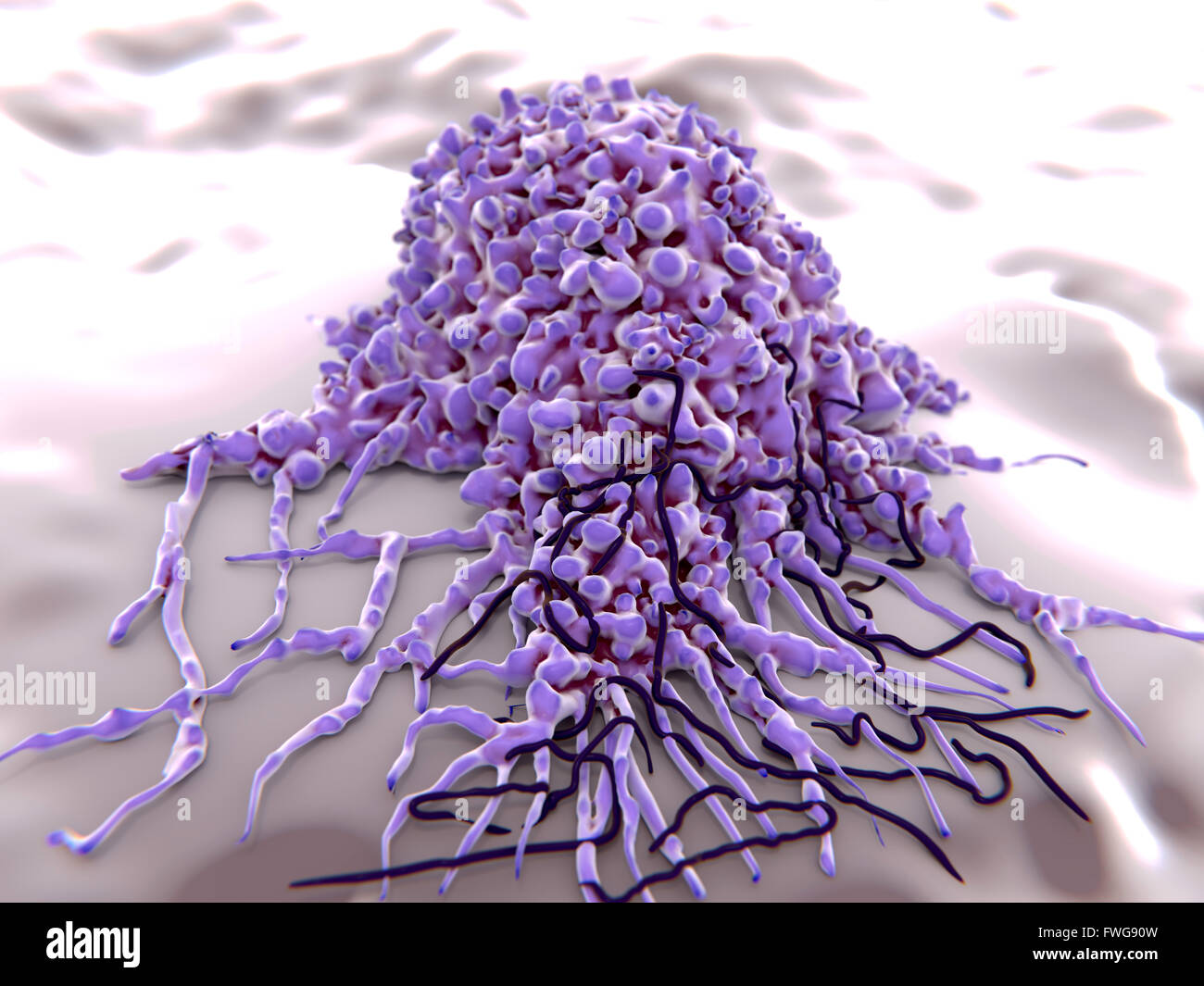 Makrophagen und Borrelia Bakterium Abbildung Makrophagen sind Zellen des Immunsystems des Körpers sie phagozytieren und zerstören Stockfoto