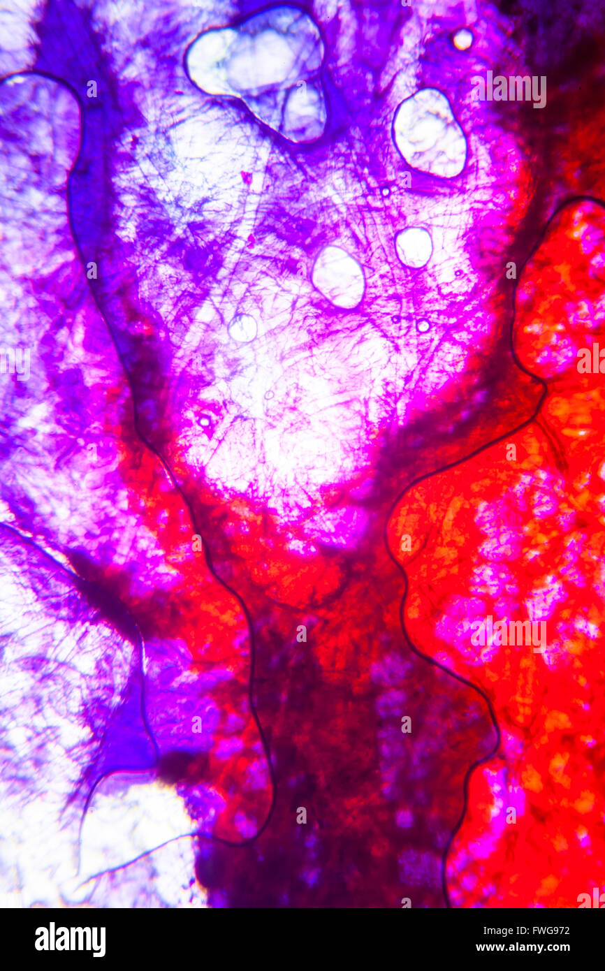 Mikroskopische Bild des Hautgewebes. Stockfoto