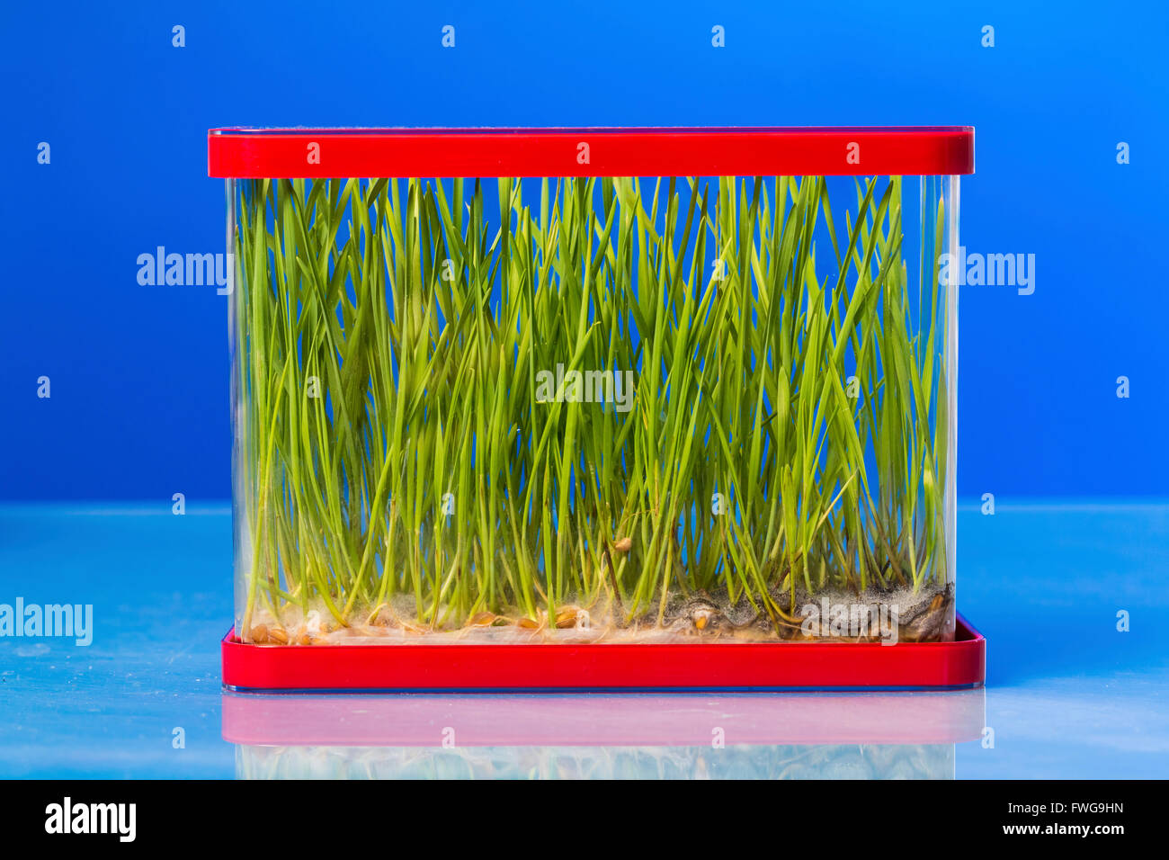 Pflanzen wachsen in einem Container. Stockfoto