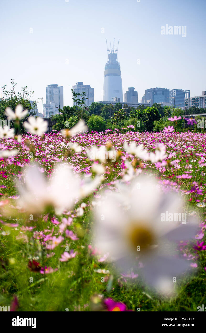 Lotte World Tower im Bau in Seoul, Südkorea. Fällig bis 2016 abgeschlossen sein wird es der 4. größte der Welt sein. Stockfoto