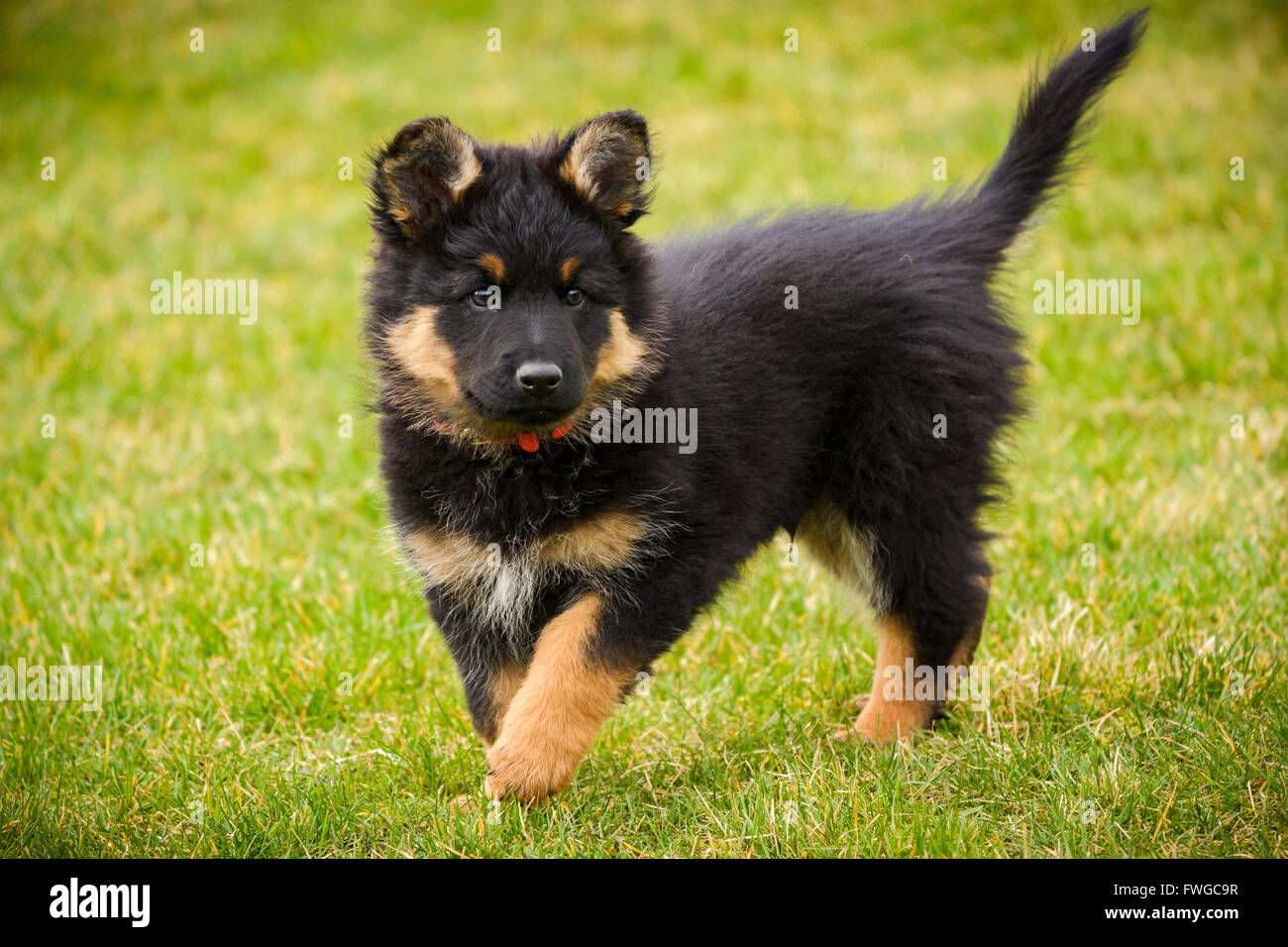 Bohemian Shepherd Welpen - tschechische nationale Rasse, die beliebteste Rasse in Tschechien, guter Wachhund, kinderfreundlich Stockfoto