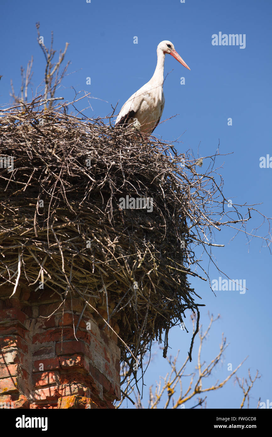 Weißstörche im Nest auf dem Schornstein Stockfoto