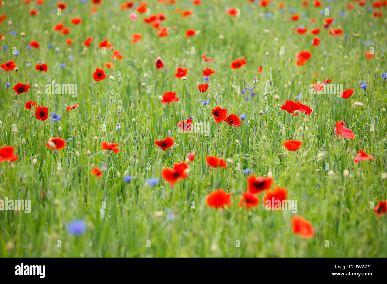 Sommer Wiese Feld mit blühender Mohn Stockfoto