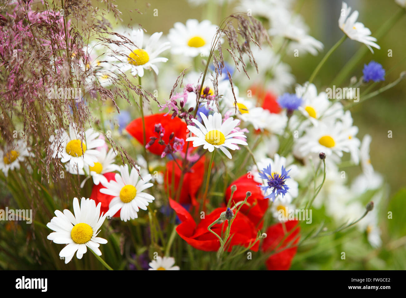 Sommer-Wildblumen-bouquet Stockfoto