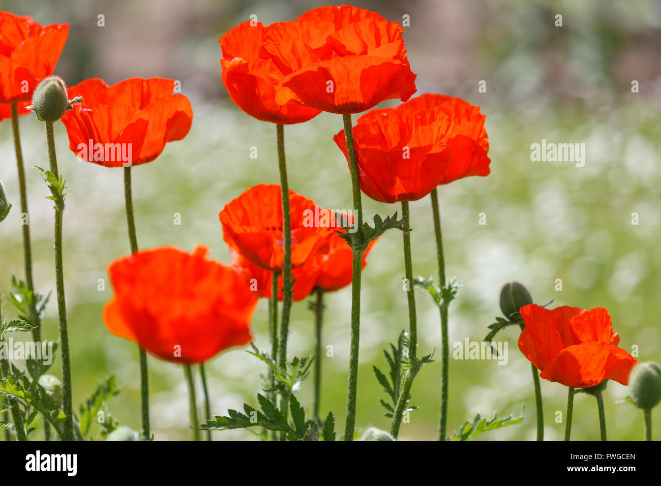 Roter Mohn Closeup in einem Garten Stockfoto