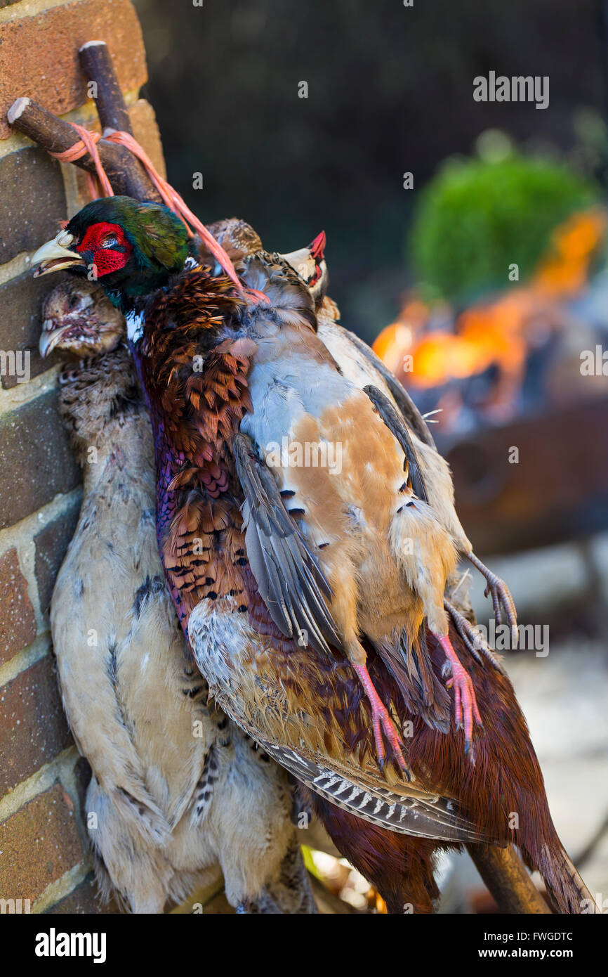 Fasan und Rebhuhn, Spiel Vogel Schlachtkörper mit Federn am Hals hing. Stockfoto