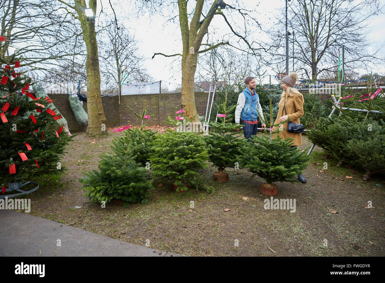 Eine Frau Kunde und Mitarbeiter, die Wahl einer traditionellen Tannenbaum, Weihnachtsbaum. Stockfoto