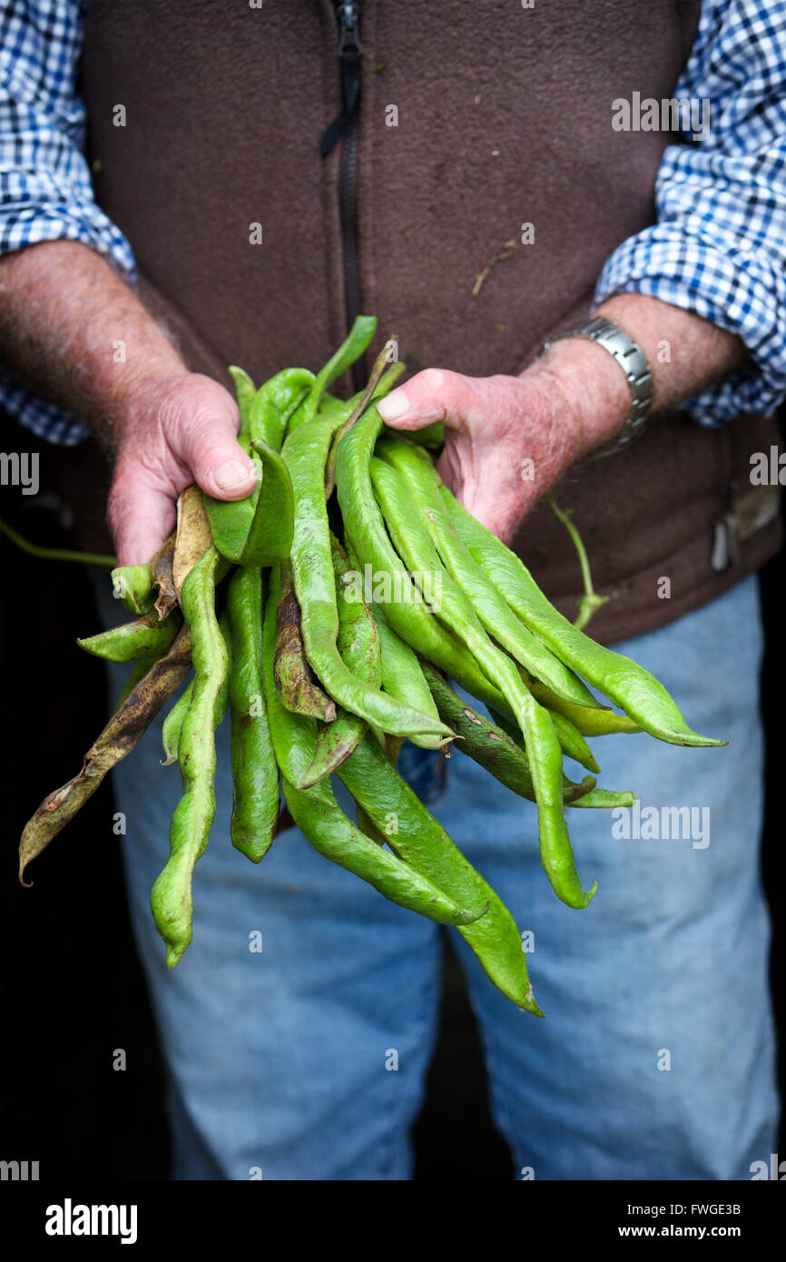 Ein Mann hält eine Handvoll lange lebendige grüne Stangenbohnen, frisches Gemüse. Stockfoto