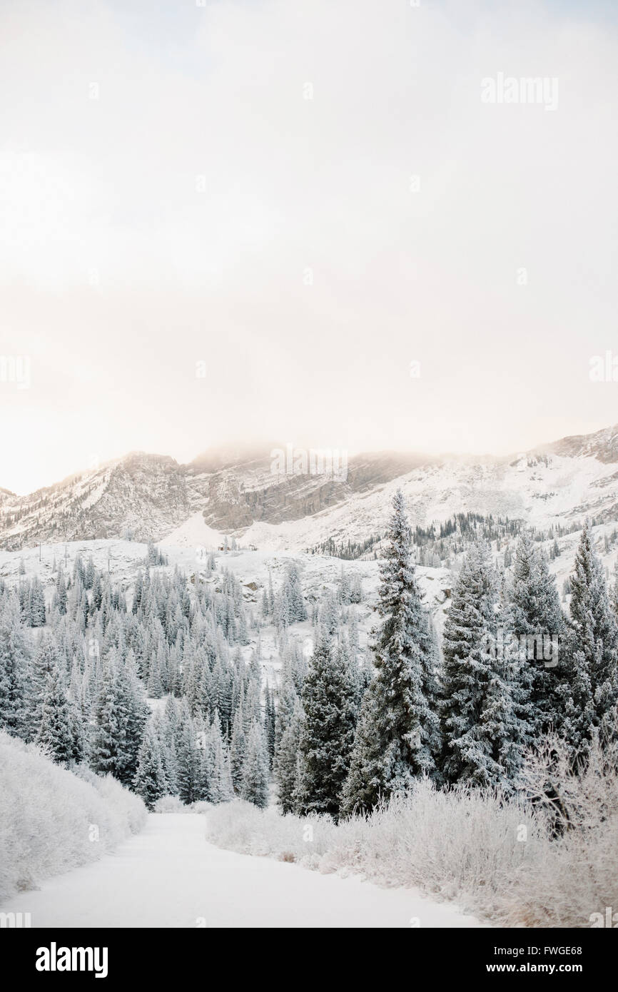 Die Berge im Winter, Kiefernwald in einem Tal mit niedrigen Wolken und Schnee. Stockfoto