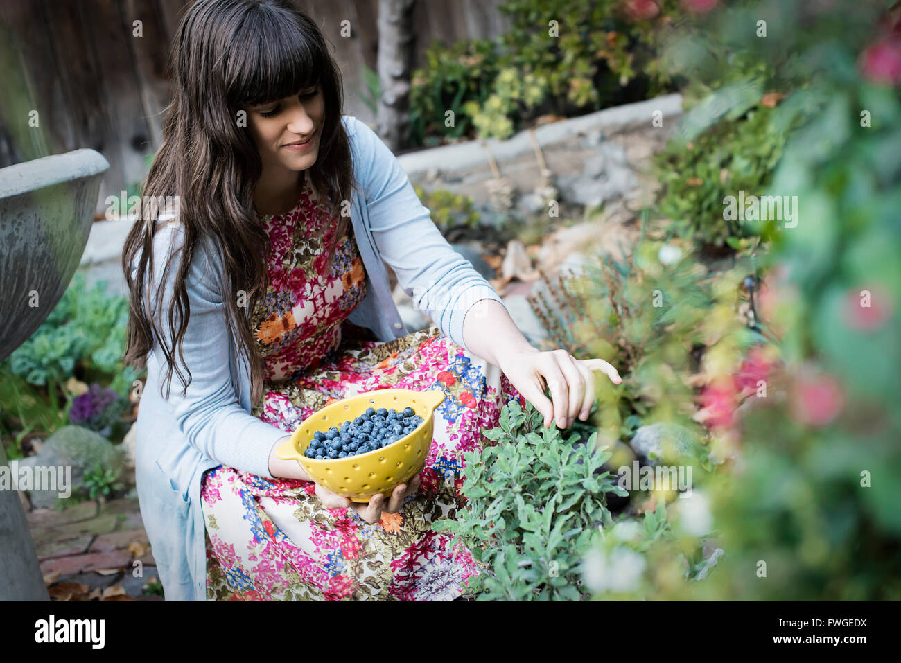 Eine junge Frau, die Blaubeeren aus Pflanzen im Garten pflücken. Stockfoto
