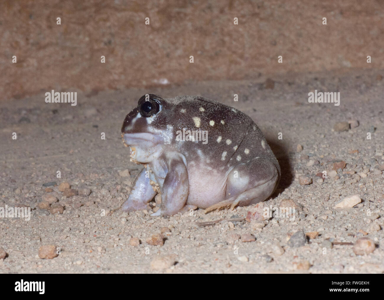 Western Spotted Frog (Heleioporus Albopunctatus), Western Australia, Australien Stockfoto