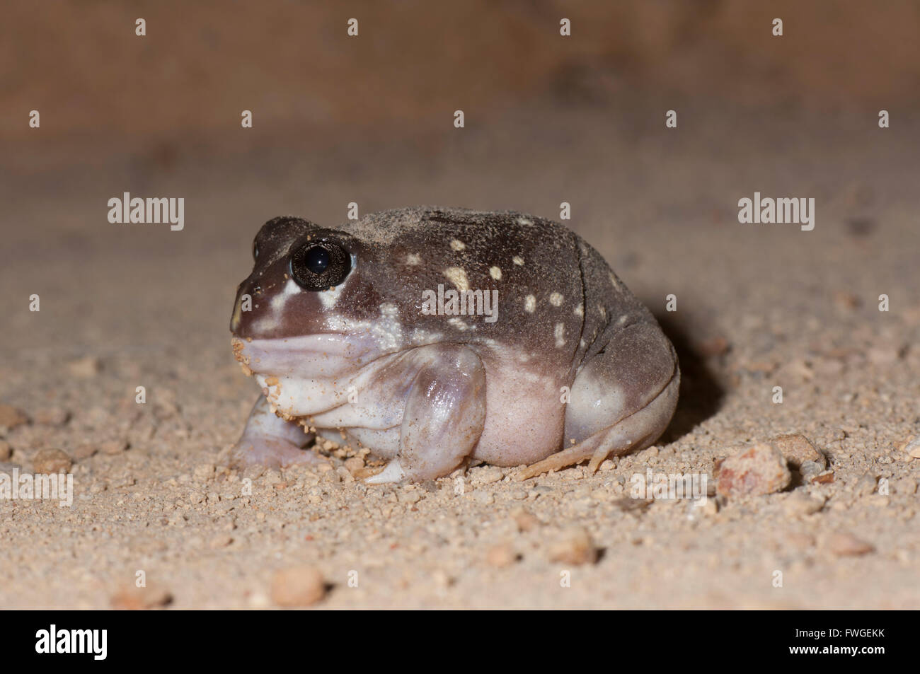 Western Spotted Frog (Heleioporus Albopunctatus), Western Australia, Australien Stockfoto