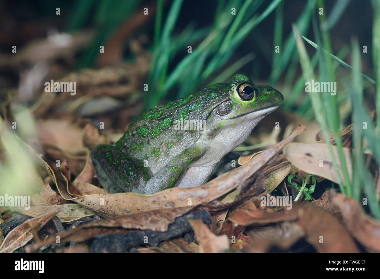 Motorrad-Frosch (Litoria Moorei), Western Australia, Australien Stockfoto