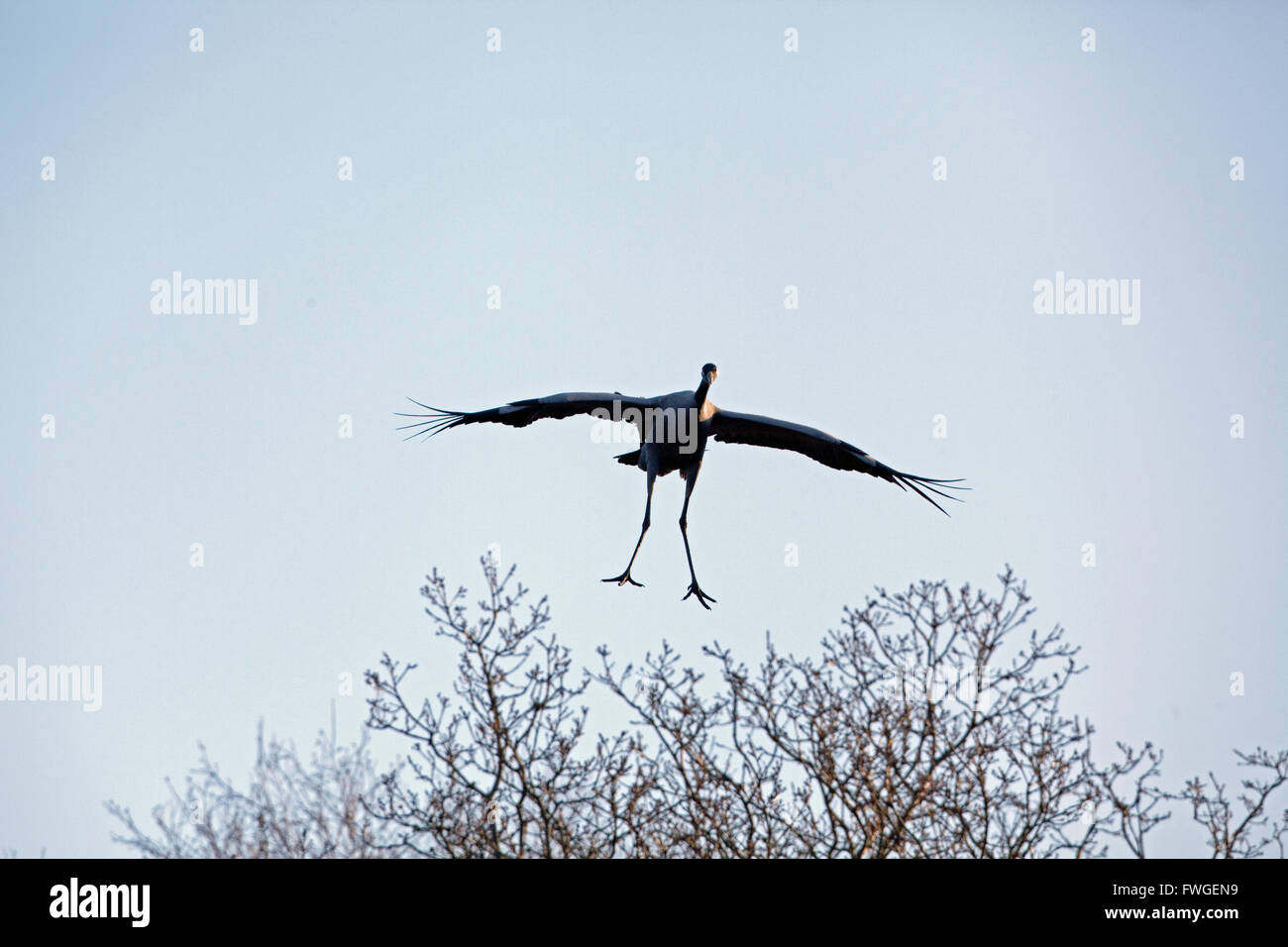 Gemeinsame oder eurasischer Kranich (Grus Grus). Annäherung an einen Landeplatz. Stockfoto