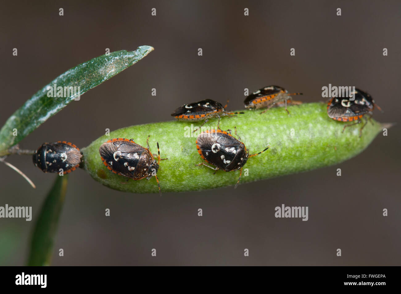 Pittosporum Bugs (Pseudapines Geminata), Western Australia, Australien Stockfoto