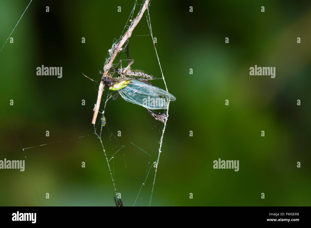 Spinne Speisekammer, Südaustralien Stockfoto