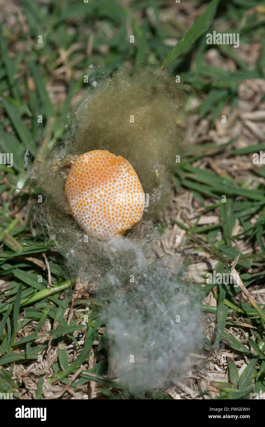 Spinne Ei Sac, New-South.Wales, Australien Stockfoto