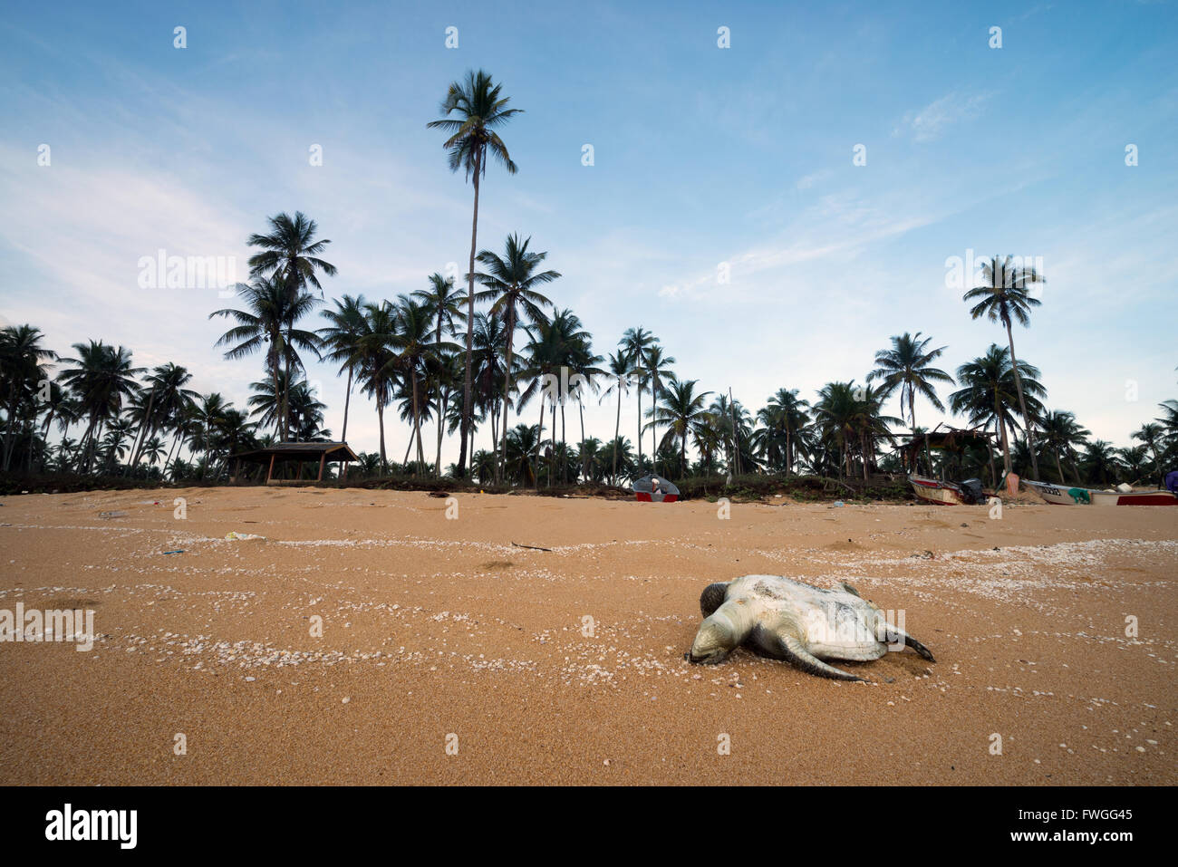 Einen Toten Meeresschildkröte aus unbekannten Grund liegt an einem Strand entlang Terengganu, Malaysia. Stockfoto