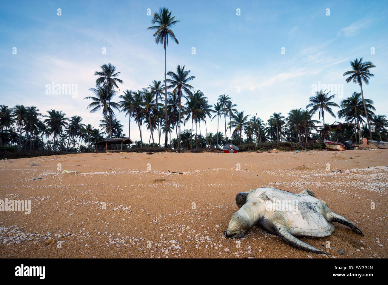 Einen Toten Meeresschildkröte aus unbekannten Grund liegt an einem Strand entlang Terengganu, Malaysia. Stockfoto
