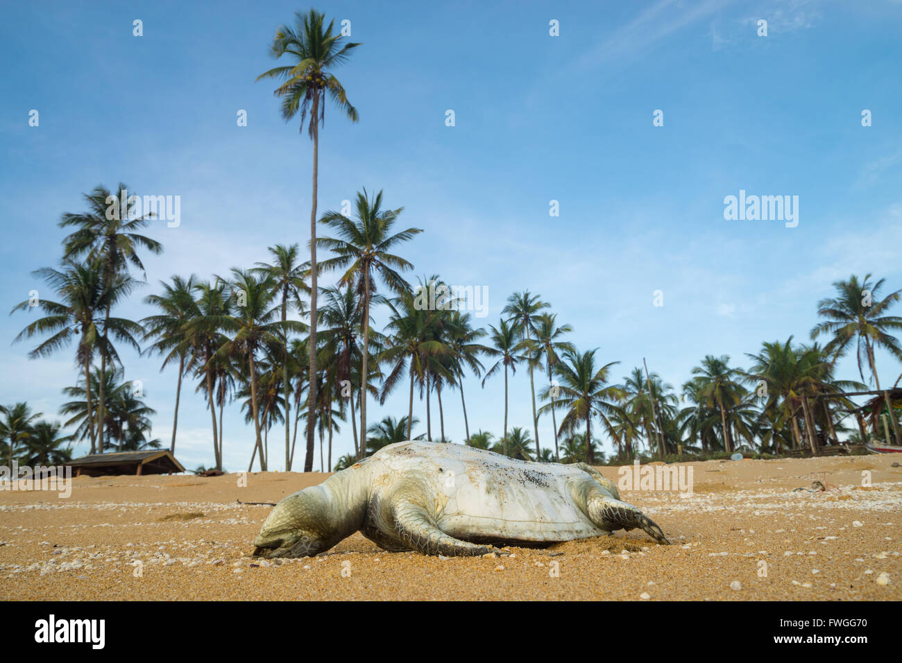 Einen Toten Meeresschildkröte aus unbekannten Grund liegt an einem Strand entlang Terengganu, Malaysia. Stockfoto